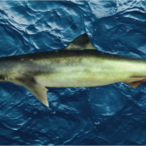 Rekuiem Blu (Blueshark)