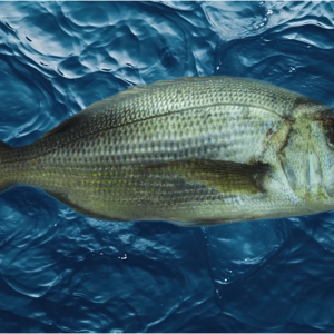 Dentex (Common Dentex)