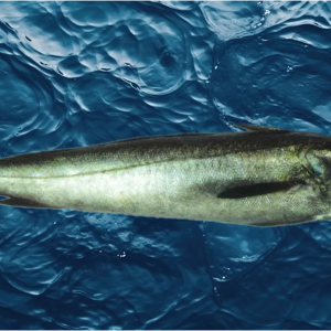 Hake