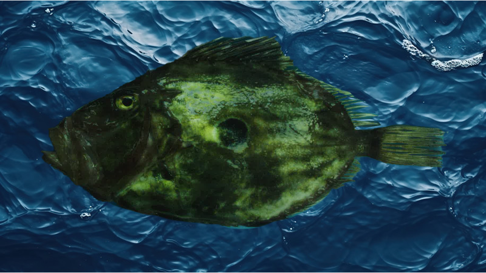 John dory