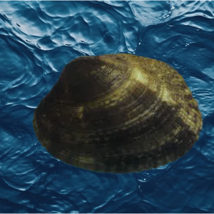 Kuçica