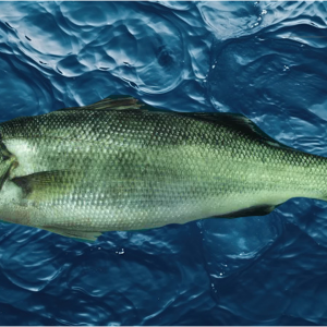 Sea bass