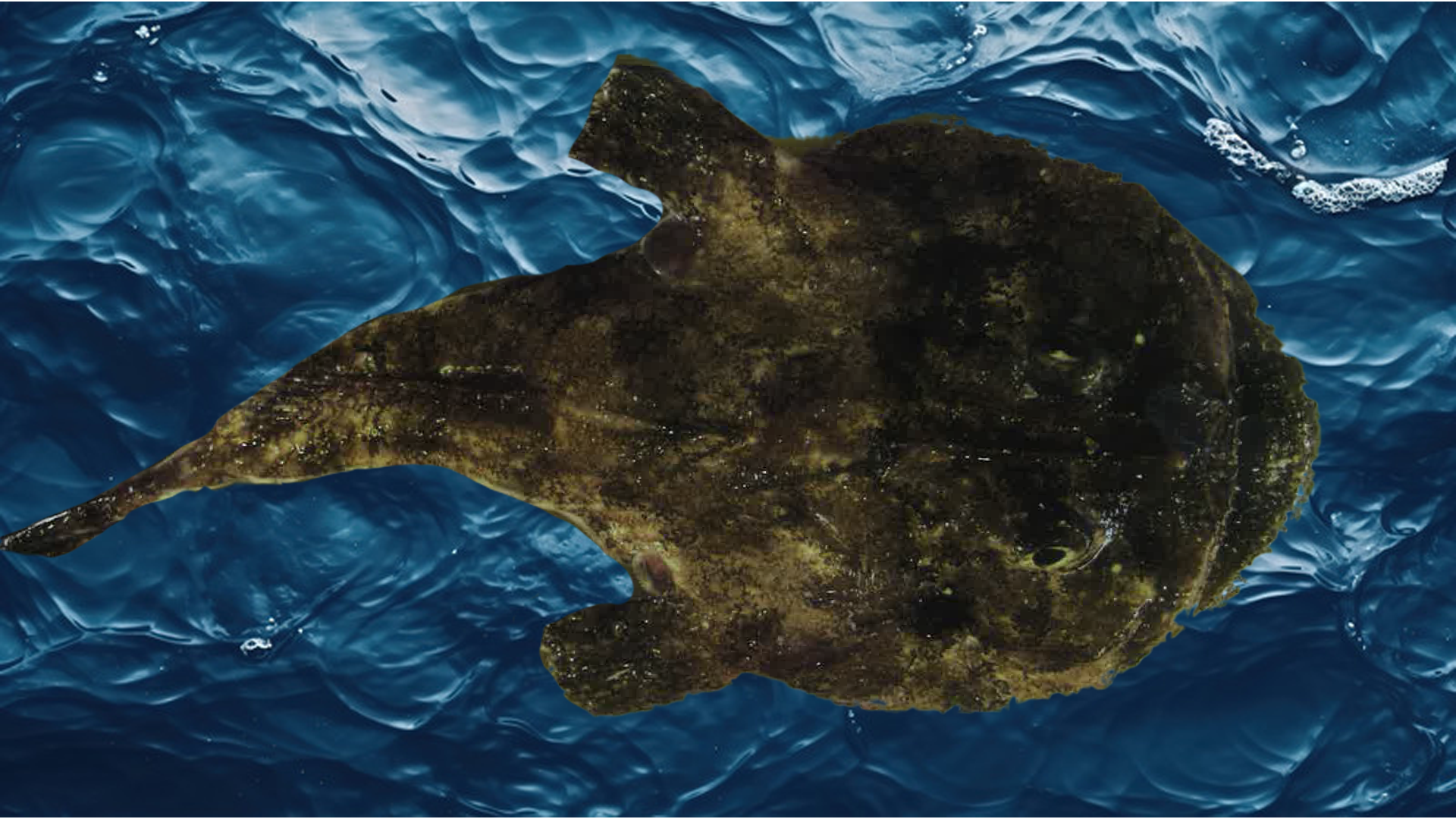 Seadevil