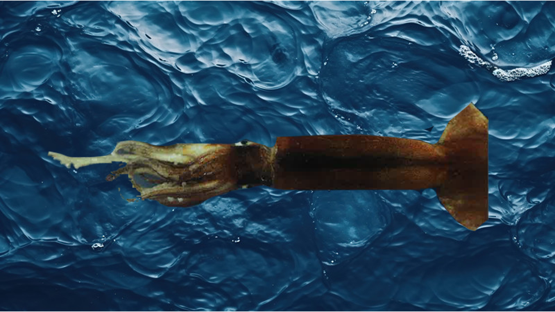 Squid
