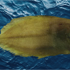 White fluke